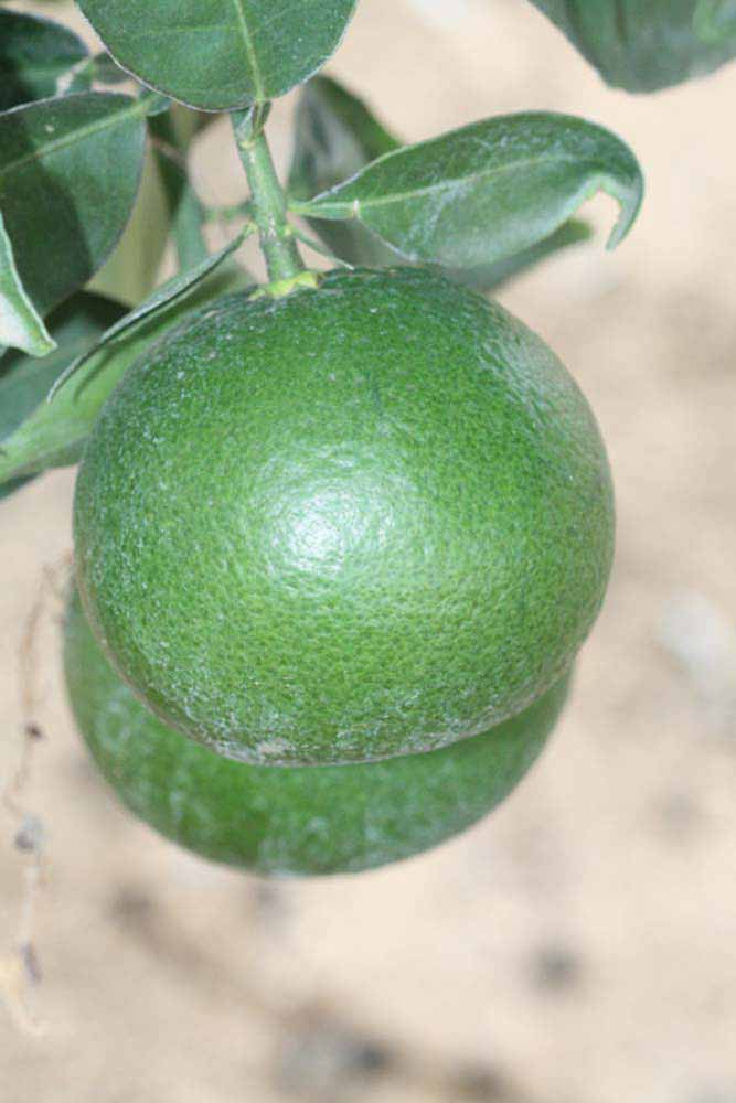            Immature fruit (Riverside, CA)   